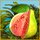 Dream Fruit Farm: Paradise Island